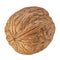 One Walnut isolated closeup in shell as package design element collection on white background