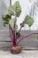 one washed red dining room beetroot with tops on a wooden background