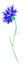 One watercolor blue cornflower. Botanical illustration on a white