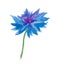 One watercolor blue cornflower. Botanical illustration on a white