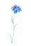 One watercolor blue cornflower. Botanical illustration on a white