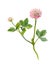 One watercolor painted pink clover flower,