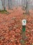 One way direction wooden signpost in forest