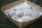 One week healthy purebred color point himalayan persian kitten sleeping peacefully with her littermates