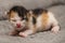 One-week old calico kitten with eyes beginning to open
