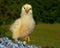 One week old chicken male, from the Hedemora breed in Sweden.