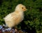 One week old chicken male, from the Hedemora breed in Sweden.