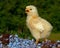 One week old chicken male, from the Hedemora breed in Sweden.