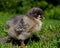 One week old chicken male, from the Hedemora breed in Sweden.