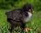 One week old chicken male, from the Hedemora breed in Sweden.