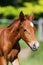 One week old foal head shot