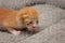 One-week-old kitten with eyes beginning to open