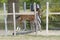 One week old mare foal is playing, she jumps over an obstacle, behind a fence, happy active brown foal