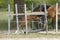 One week old mare foal is playing, she jumps over an obstacle, behind a fence, happy active brown foal