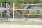 One week old mare foal is playing, she jumps over an obstacle, behind a fence, happy active brown foal