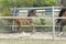 One week old mare foal is playing, she jumps over an obstacle, behind a fence, happy active brown foal