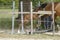 One week old mare foal is playing, she jumps over an obstacle, behind a fence, happy active brown foal