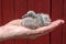 A one week old young racing pigeon in the hand of the pigeon fancier