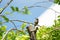 One wet brown sparrow bird hang on to the little branch with blur sky background