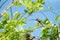 One wet brown sparrow bird hang on to the little branch with blur sky background