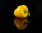 One wet fresh yellow bell capsicum pepper with green stem in water drops on a black glossy background