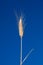 One wheat ear and spike isolated on blue background