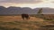 One Whit And Brown Cow Pasturing On Autumn Field With The Mountain Range On Background In The Evening