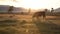 One Whit And Brown Cow Pasturing On Autumn Field With The Mountain Range On Background At Sunset With Beam Of Light