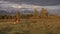 One Whit And Brown Cow Pasturing On Autumn Field With The Mountain Range On Background Under The Dark Cloudy Sky