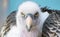 One white-backed vulture staring at the camera