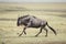 One White Bearded Wildebeest running in the Ngorongoro Crater, Tanzania