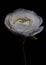 One white buttercup isolated on a black background