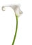 One white Cala Lily