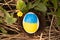 One white chicken egg with a painted yellow-blue flag of Ukraine on the grass in the sun in Ukraine on a farm, Easter