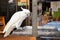 One white Cockatoo parrot sitting on a metal trough. A pet bird.