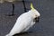 One white cockatoos