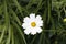 One White Cosmea. Green blurred background