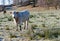 One white cow with long hair