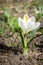 One white crocus saffron in spring