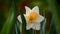 One white daffodil on a dark background