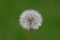 One White Dandelion, Gone to Seed