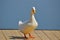 One white duck on dock