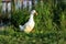 One white ducks come to the shore of the pond covered with green grass