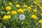 One white fading dandelion among yellow dandelions