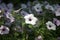 One white flower daisy in the center of the photo with multiple white flowers in the background