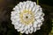 One white flower, round, many petals, top view