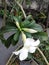 One white flower and two flower buds blooming in a little garden