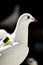 One white homing pigeon