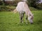 One white horse in a green field grazing grass,