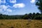 One white horse isolated in a countryside landscape